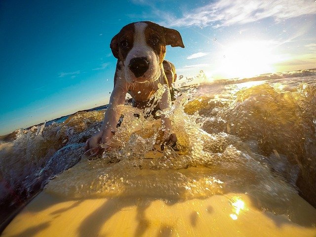How to keep your pets cool this Summer