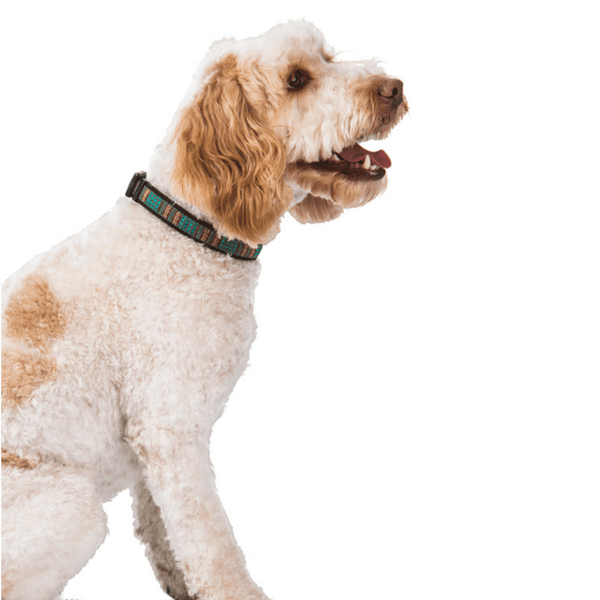 Hamish McBeth aqua blue Swimmable webbing collar is perfect for outdoor walks and playing in the water or mud.  It is made with extra strong stitching, is rust proof and can be easily washed after rolling in the mud. Matching lead and harness available.