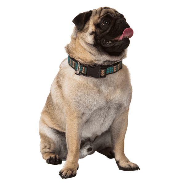 Hamish McBeth aqua blue Swimmable webbing collar is perfect for outdoor walks and playing in the water or mud.  It is made with extra strong stitching, is rust proof and can be easily washed after rolling in the mud. Matching lead and harness available.