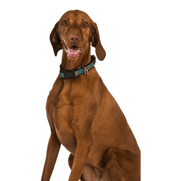 Hamish McBeth contrasting black and red webbing dog collar is perfect for outdoors. It is made with extra strong stitching, is rust proof and can be easily washed after rolling in the mud. Matching lead and harness also available.