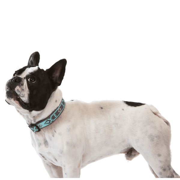 Our summer blue Swimmable webbing collar is perfect for outdoor walks and playing in the water or mud.  It is made with extra strong stitching, is rust proof and can be easily washed after rolling in the mud. Matching lead and harness available.