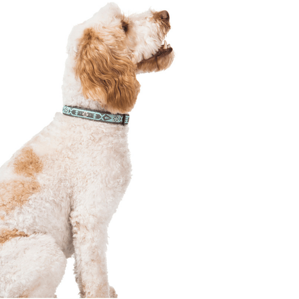 Our summer blue Swimmable webbing collar is perfect for outdoor walks and playing in the water or mud.  It is made with extra strong stitching, is rust proof and can be easily washed after rolling in the mud. Matching lead and harness available.