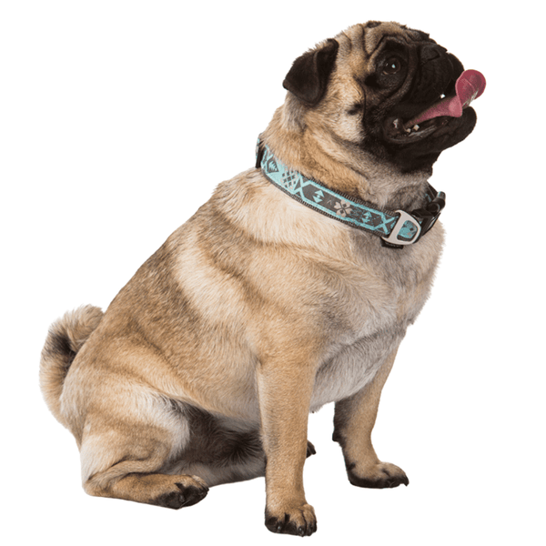 Our summer blue Swimmable webbing collar is perfect for outdoor walks and playing in the water or mud.  It is made with extra strong stitching, is rust proof and can be easily washed after rolling in the mud. Matching lead and harness available.