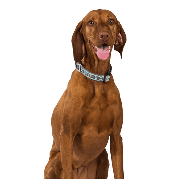 Our summer blue Swimmable webbing collar is perfect for outdoor walks and playing in the water or mud. It is made with extra strong stitching, is rust proof and can be easily washed after rolling in the mud. Matching lead and harness available.