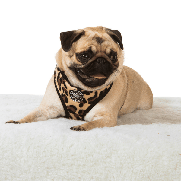 Hamish McBeth unique leopard print dog harness, your dog will be looking the part when meeting their mates.  Designed for easy use, lightly padded and comfortable with flexible fit leg holes plus double stitching for extra strength.