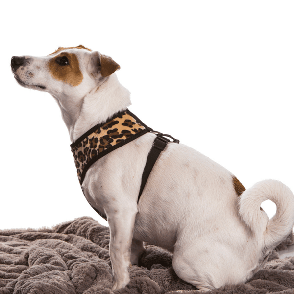 Hamish McBeth unique leopard print dog harness, your dog will be looking the part when meeting their mates.  Designed for easy use, lightly padded and comfortable with flexible fit leg holes plus double stitching for extra strength.