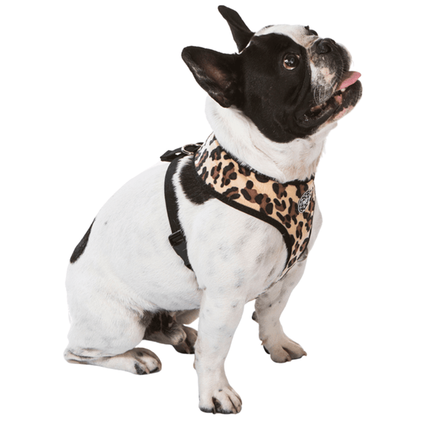 Hamish McBeth unique leopard print dog harness, your dog will be looking the part when meeting their mates.  Designed for easy use, lightly padded and comfortable with flexible fit leg holes plus double stitching for extra strength.