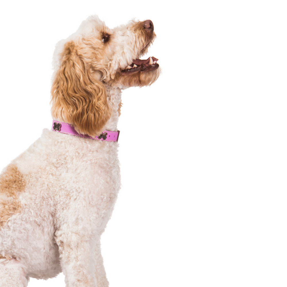 Leather Dog Collar Pink Bones Bling Dog Collar Hamish McBeth