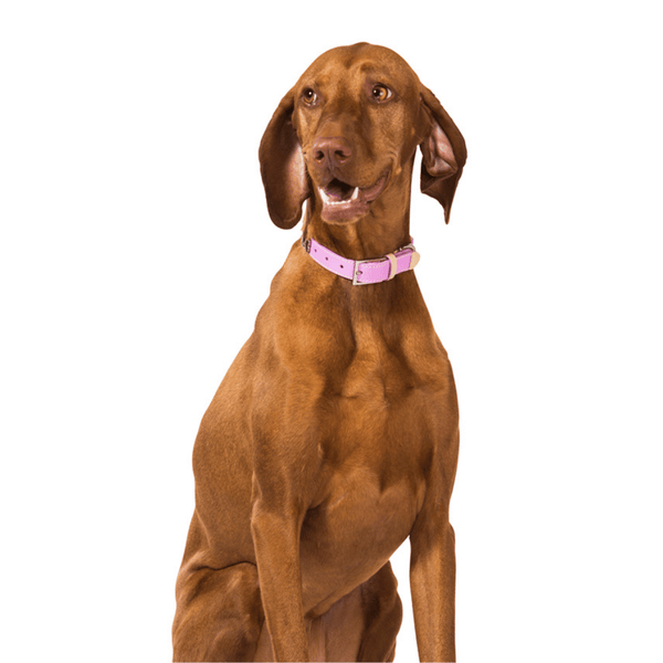 Hamish McBeth classic pink bling dog collar with bone studs. Made of high quality super soft top grain real leather with contrasting beige leather detail and stitching. The bone studs are decorated with enamel paw design and protected with a clear lacquer. Matching slim lead available.