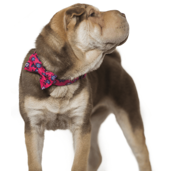 Hamish McBeth exclusive pink floral bowtie is an adjustable collar and includes a removable bow tie giving you the option to dress it up or down as mood suits you and your pup. Handmade from quality cotton fabric and strong yet soft webbing that provides best style and comfort.