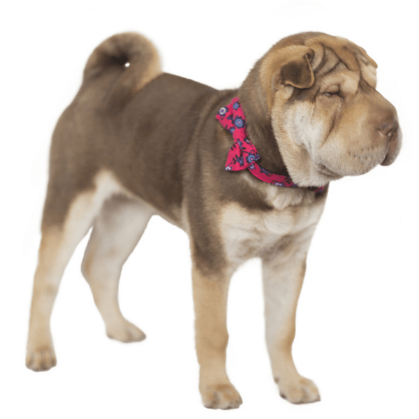 Hamish McBeth exclusive pink floral bowtie is an adjustable collar and includes a removable bow tie giving you the option to dress it up or down as mood suits you and your pup. Handmade from quality cotton fabric and strong yet soft webbing that provides best style and comfort.