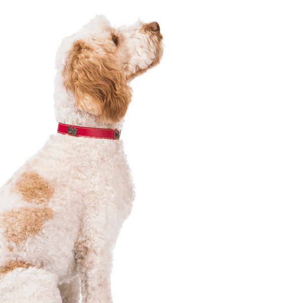 Hamish McBeth classic red bling dog collar with bone studs. Made of high quality super soft top grain real leather with contrasting beige leather detail and stitching. The bone studs are decorated with enamel paw design and protected with a clear lacquer. Matching slim lead available.