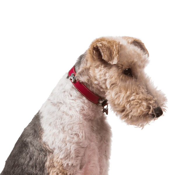 Hamish McBeth classic red bling dog collar with bone studs. Made of high quality super soft top grain real leather with contrasting beige leather detail and stitching. The bone studs are decorated with enamel paw design and protected with a clear lacquer. Matching slim lead available.