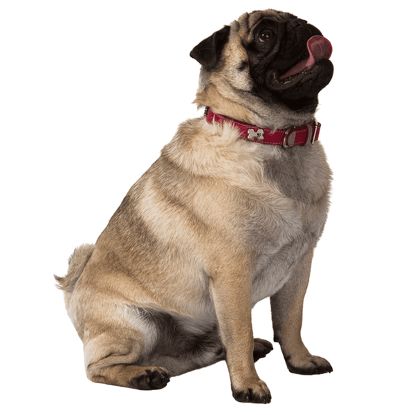 Hamish McBeth classic red bling dog collar with bone studs. Made of high quality super soft top grain real leather with contrasting beige leather detail and stitching. The bone studs are decorated with enamel paw design and protected with a clear lacquer. Matching slim lead available.